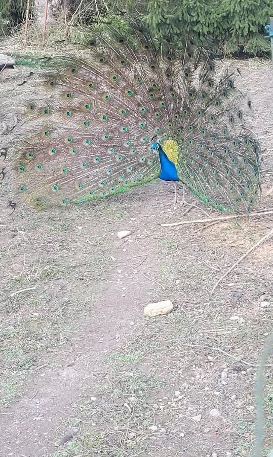 Maison Au Bord De L'Ancre Βίλα Authuille Εξωτερικό φωτογραφία